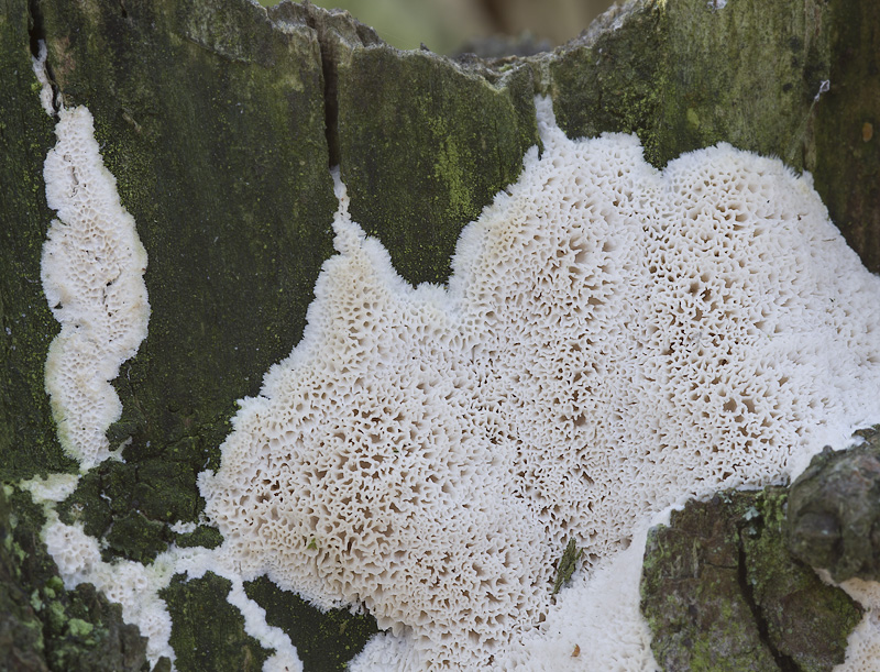 Oxyporus latemarginatus